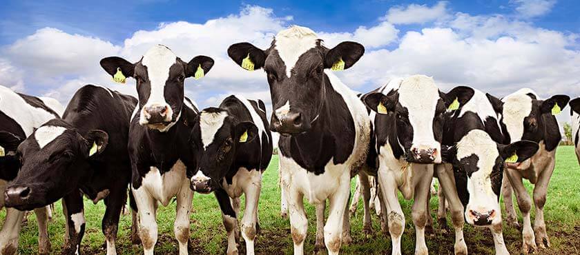 Braum's Ice Cream and Dairy Stores operates one of the largest dairy farms in the world.